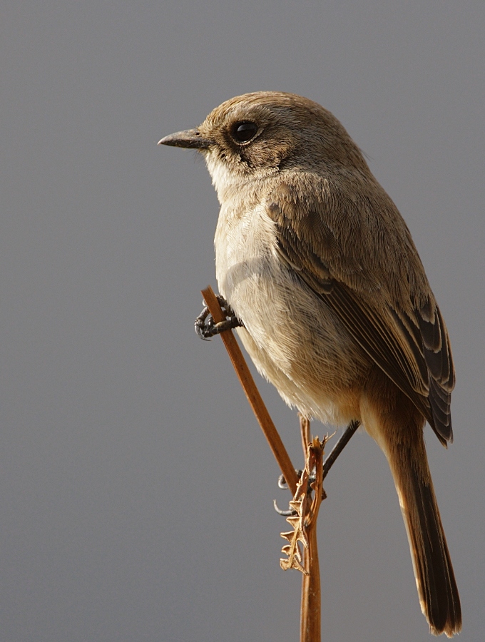 Grey Bushchat (female)