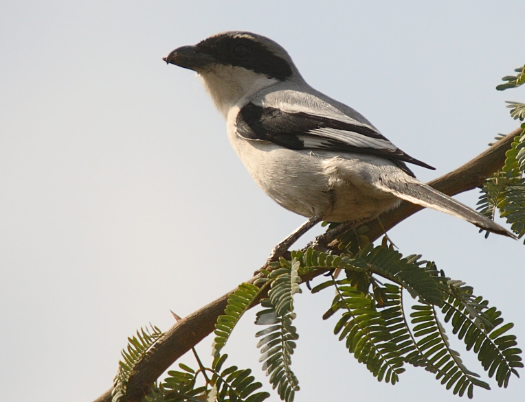 Southern Grey Shrike