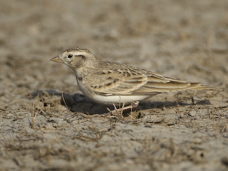 Greater Short-toed Lark