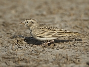 Calandrella brachydactyla