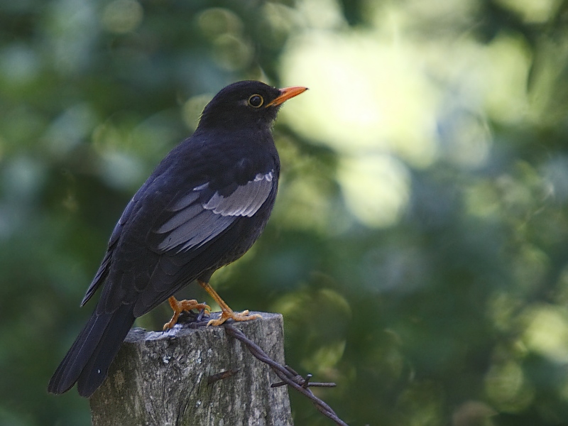 Grey-winged Blackbird