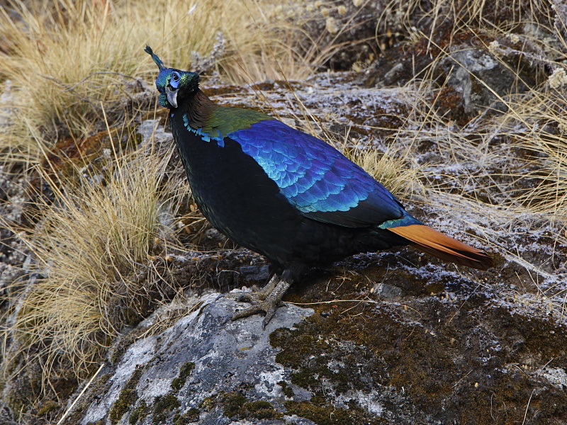 Himalayan Monal