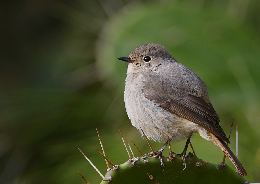 Hodgson's Redstart