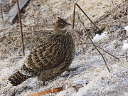 Himalayan Monal female