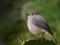 Phoenicurus hodgsoni (female)