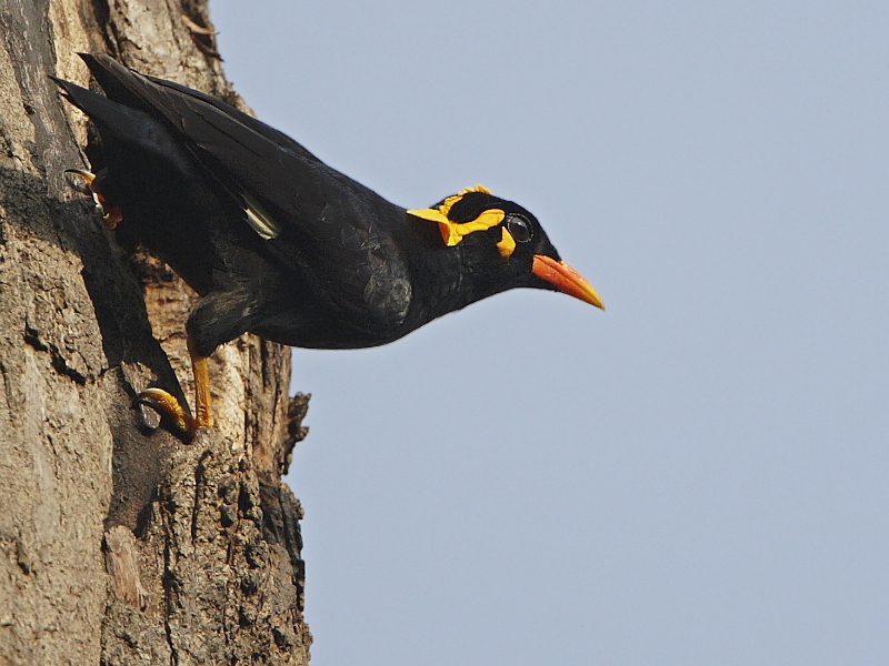 Hill Myna