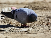 Columba rupestris