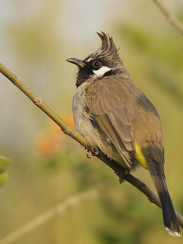 Himalayan Bulbul