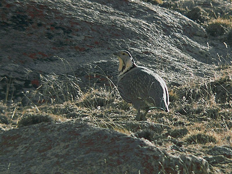 Himalayan Snowcock