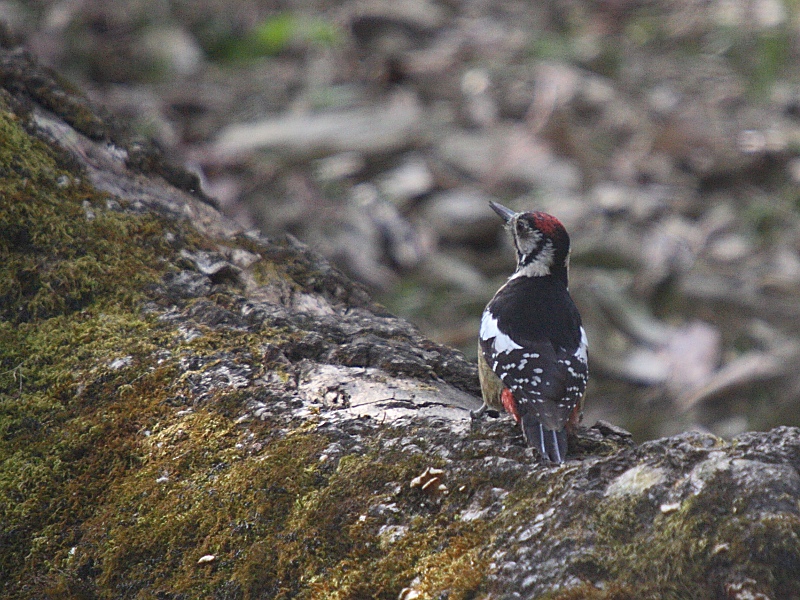 Himalayan Woodpecker