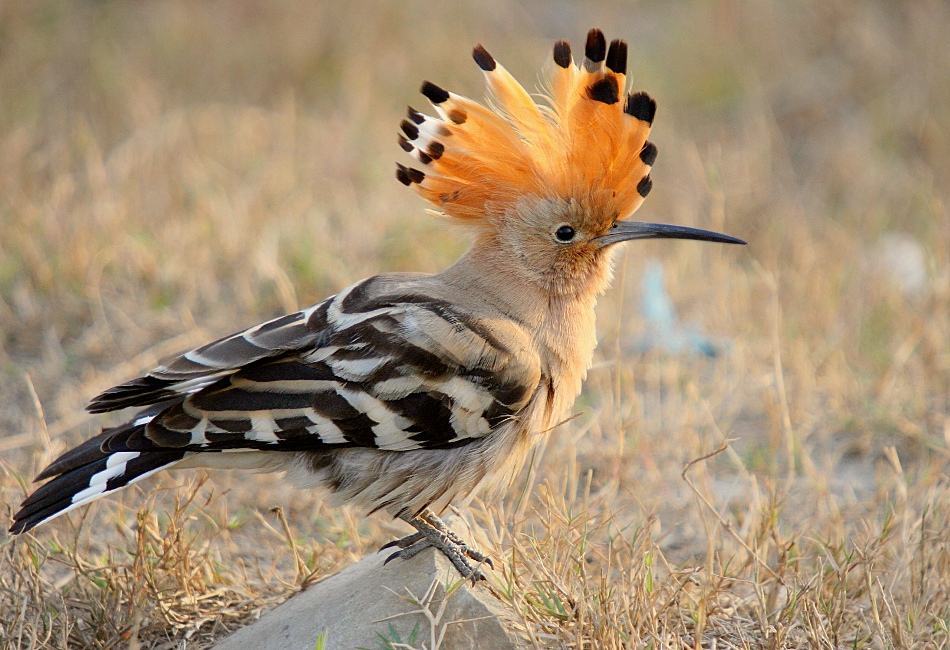 Eurasian Hoopoe