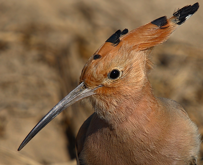 Eurasian Hoopoe