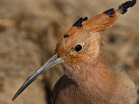 Eurasian Hoopoe