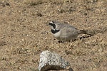 Eremophila alpestris