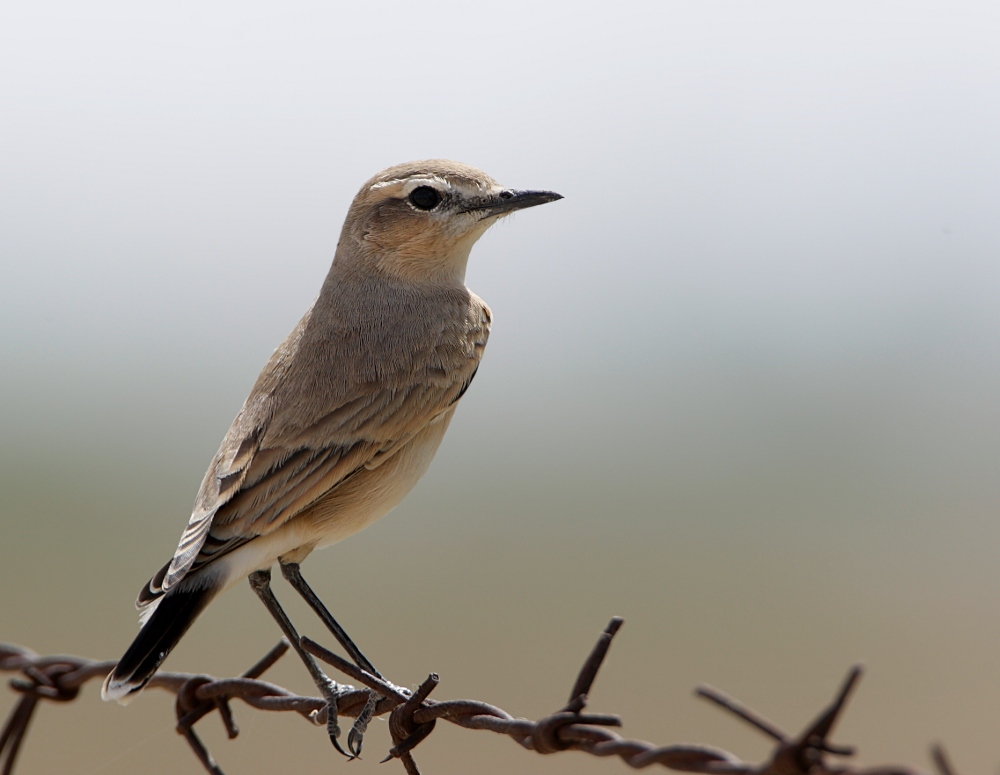 Isabelline Wheatear