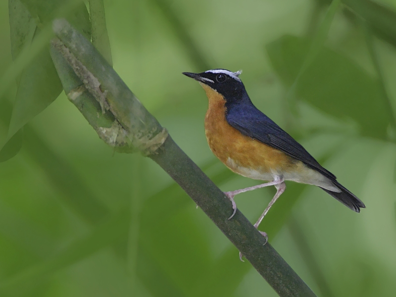 Indian Blue Robin