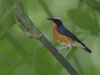 Luscinia brunnea