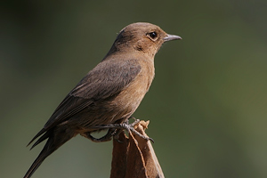 Cercomela fusca