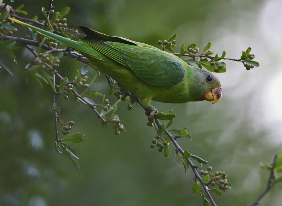 Slaty-headed Parakeet