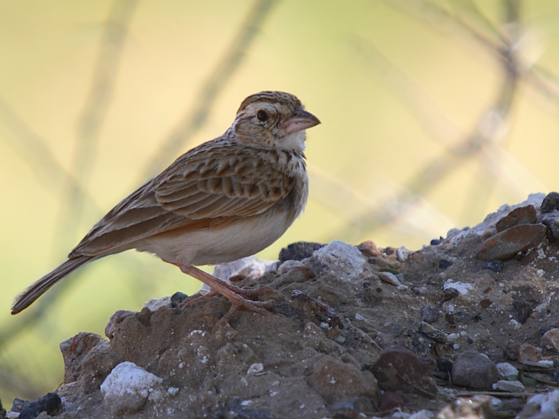 Indian Bushlark