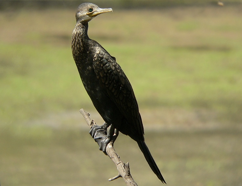 Indian Cormorant