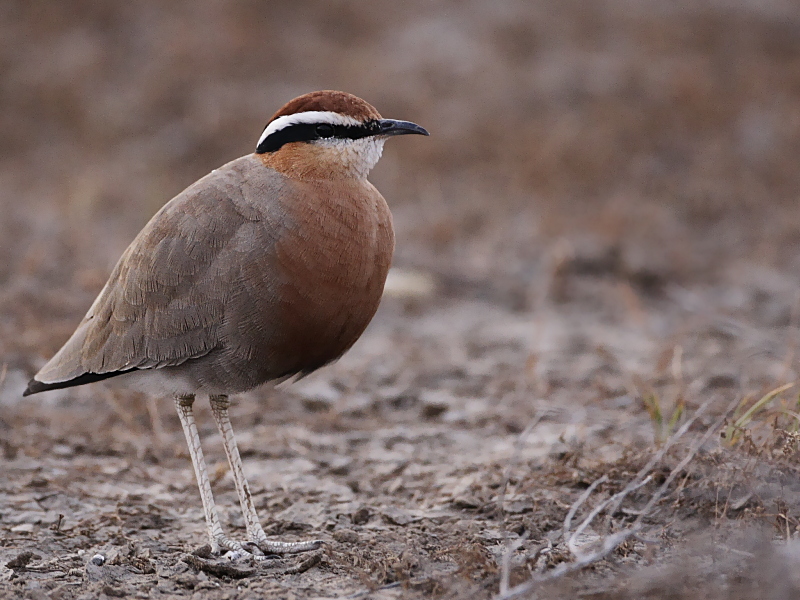 Indian Courser