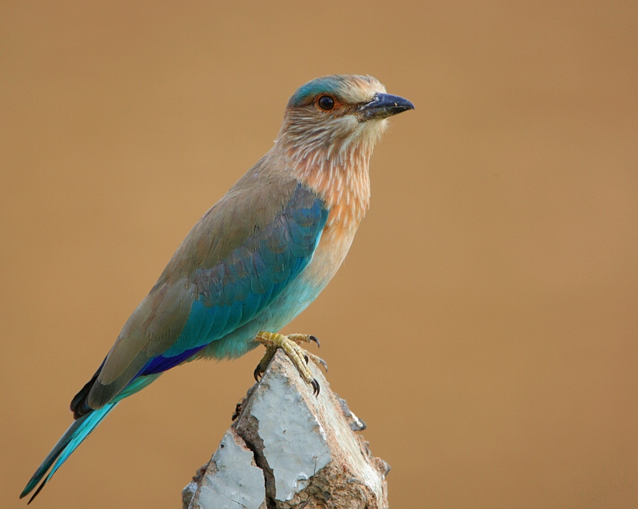 Indian Roller