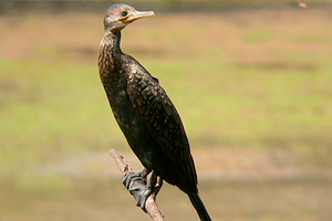 Phalacrocorax fuscicollis