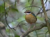 Pitta brachyura