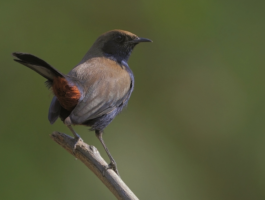 Indian Robin