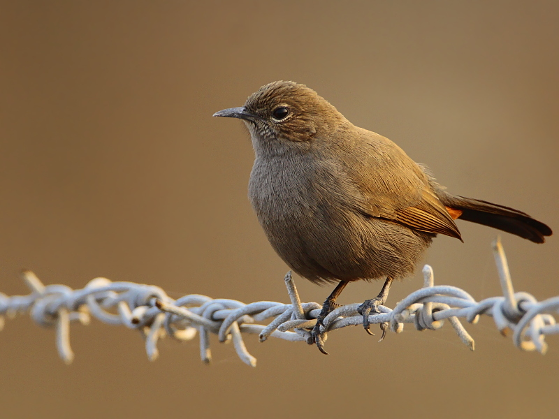 Indian Robin