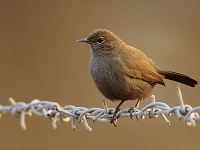 Indian Robin female