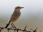 Oenanthe isabellina