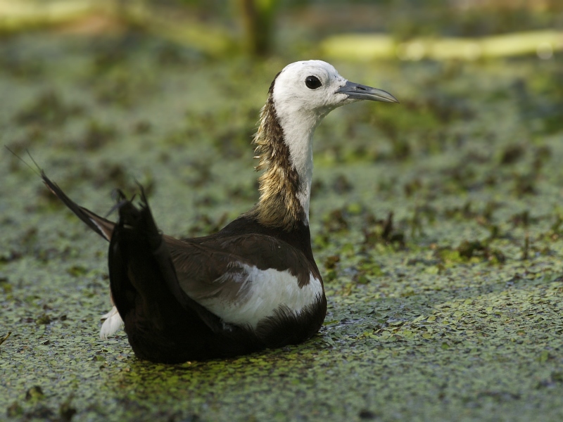 Pheasant-tailed Jacana