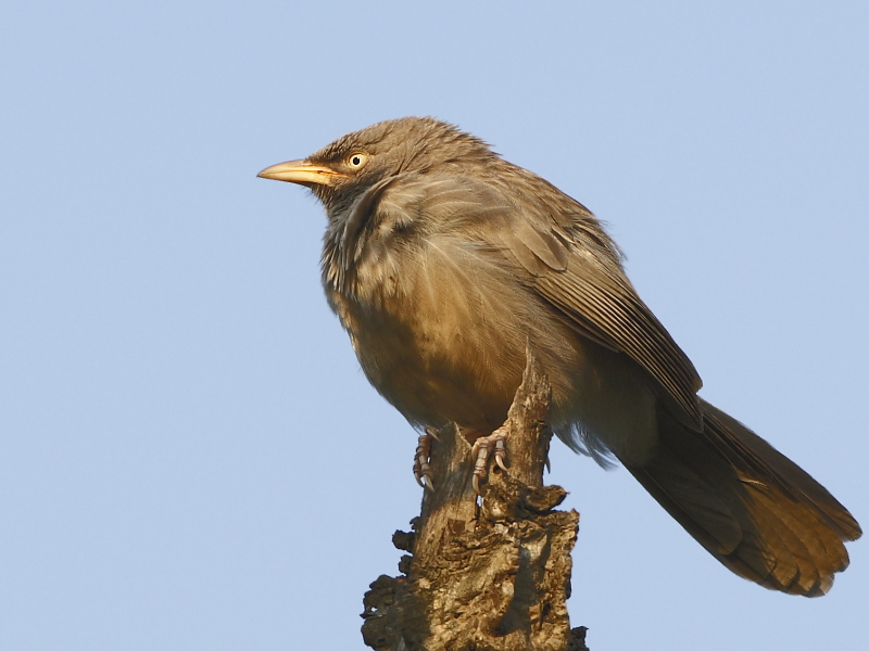 Jungle Babbler