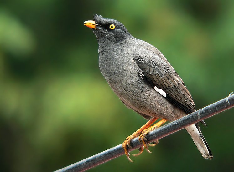 Jungle Myna