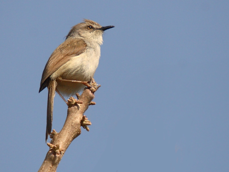 Jungle Prinia