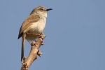 Prinia sylvatica