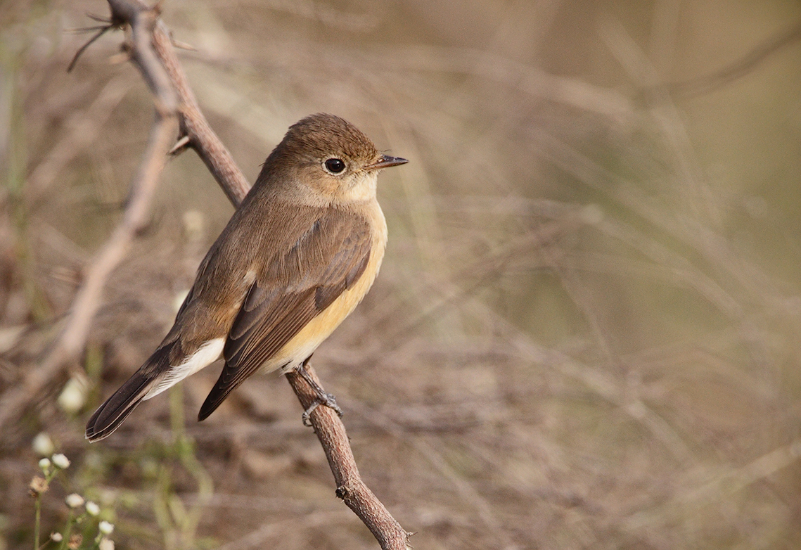 Ficedula subrubra