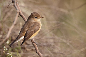 Ficedula subrubra