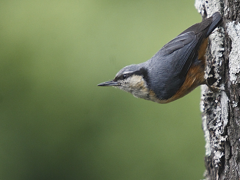 Kashmir Nuthatch