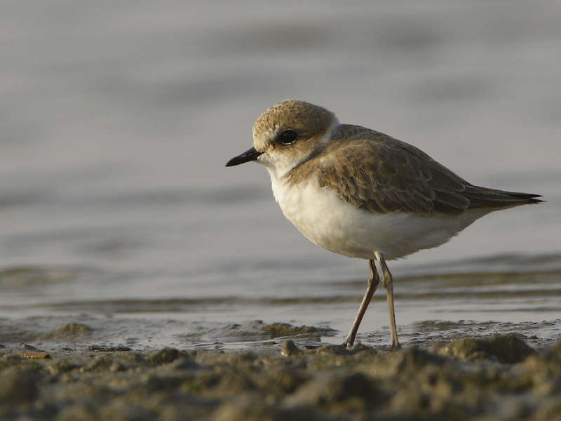 Kentish Plover