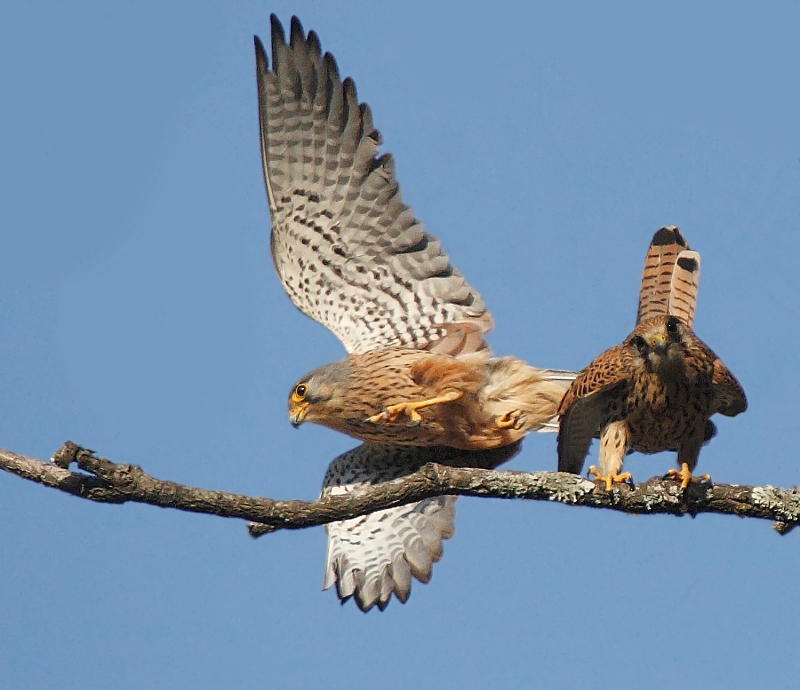 Common Kestrel pair