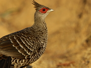 Lophura leucomelanos (female)