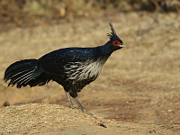 Lophura leucomelanos