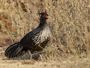 Lophura leucomelanos