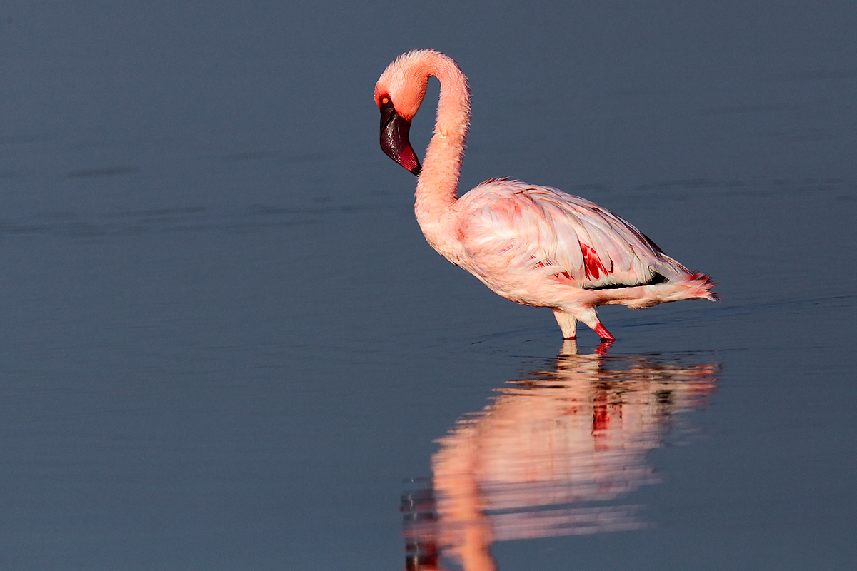 Phoenicopterus minor