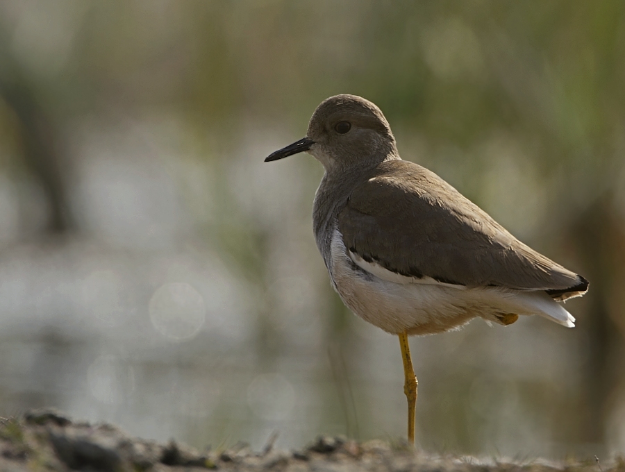 White-tailed Lapwing