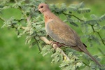 Streptopelia senegalensis