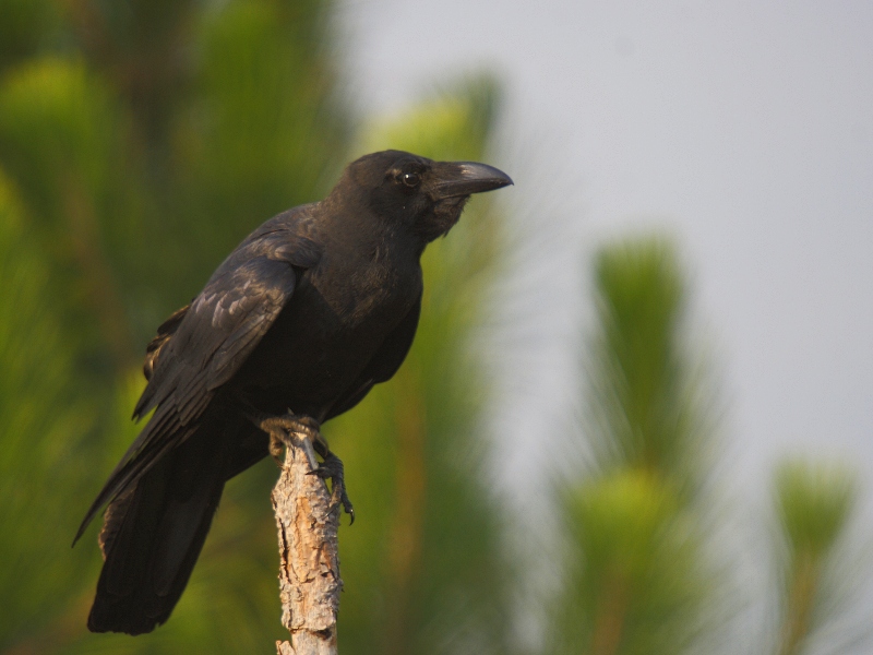 Large-billed Crow